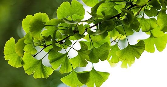 ginkgo biloba