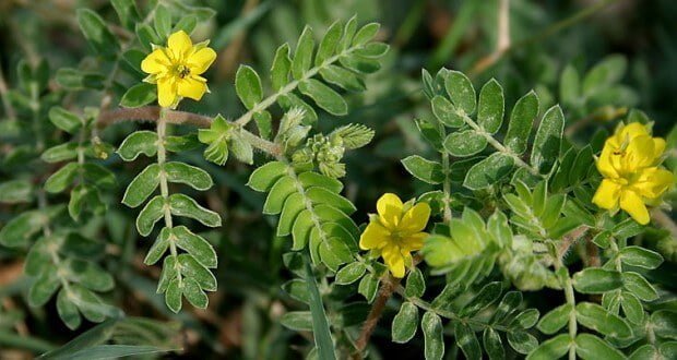 tribulus