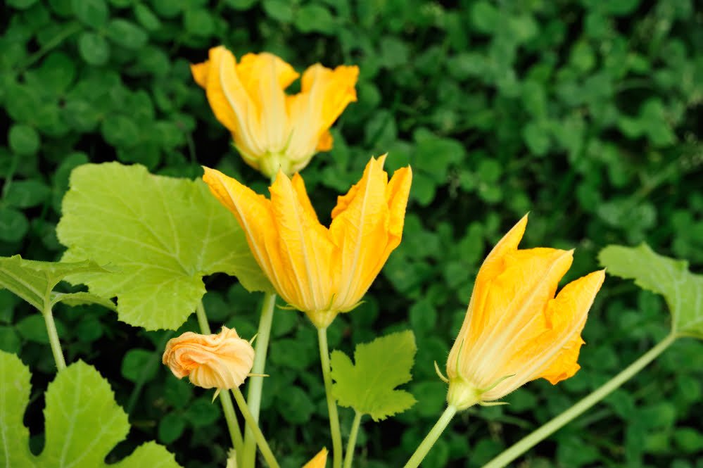 flor de abobora