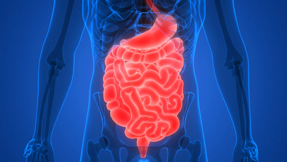 O que é a infecção intestinal e quais os sintomas? 3 O que é a infecção intestinal e quais os sintomas? 5