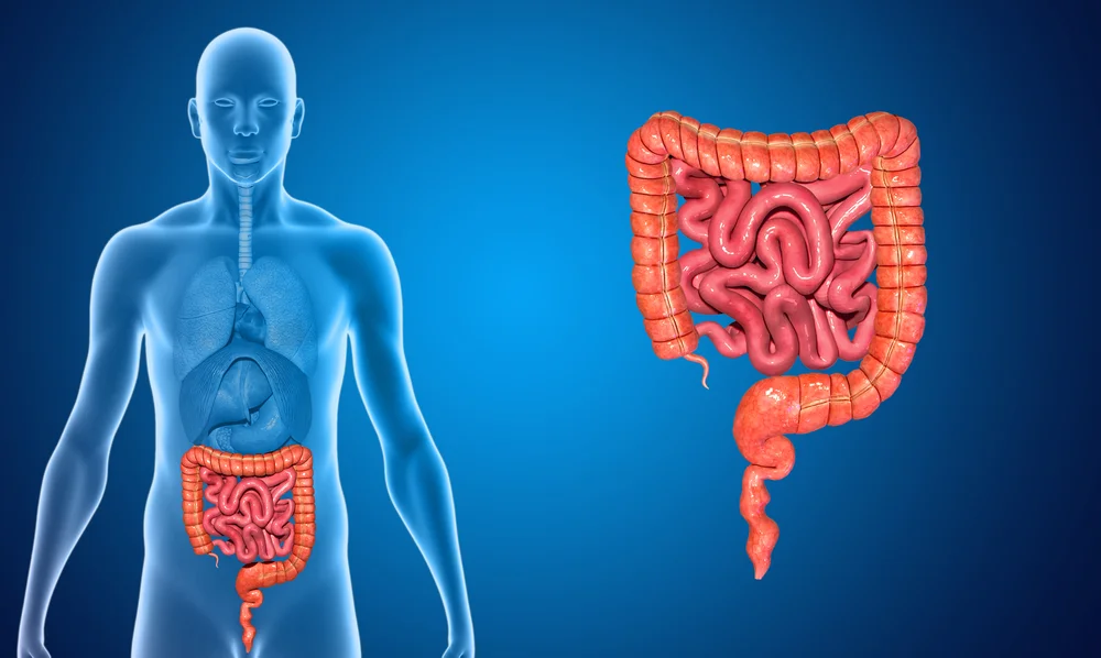 O que é a infecção intestinal e quais os sintomas? 2 O que é a infecção intestinal e quais os sintomas? 4