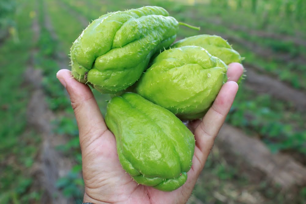 10 benefícios do Chuchu para saúde 6 10 benefícios do Chuchu para saúde 3