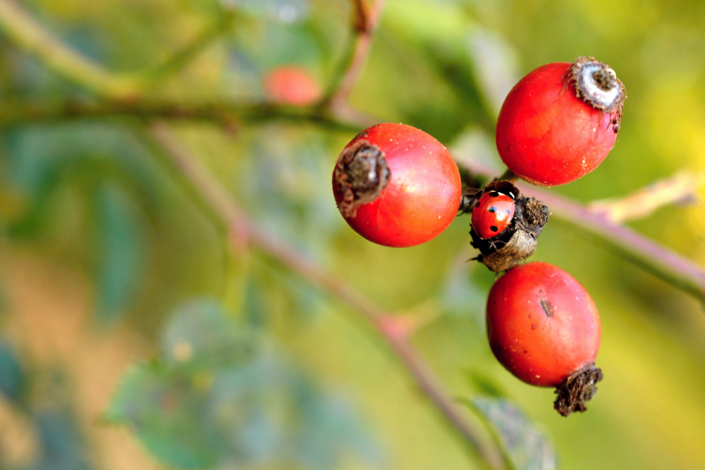 5 benefícios do Guaraná em pó para a saúde 5 5 benefícios do Guaraná em pó para a saúde 4